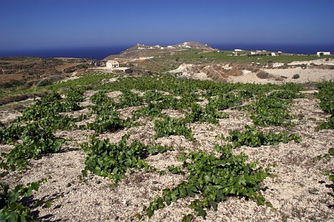 Vineyard on volcanic soil on the Boutari estate near   Akrotiri Santorini Cyclades Islands Greece