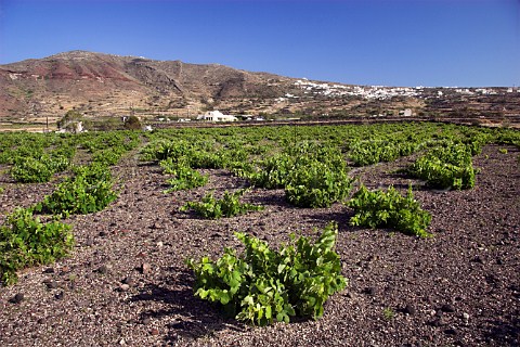 View over vineyard on volcanic soil to winery of Domaine Sigalas Near Ia Santorini Cyclades Islands Greece