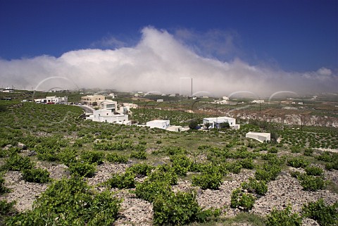 View over vineyards near Pirgos with fog rolling in   from the sea and obscuring the town of Thira   Santorini Cyclades Islands Greece