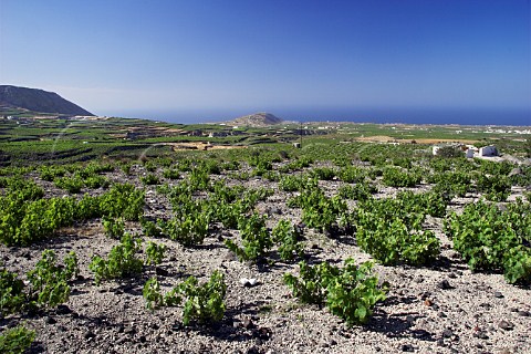 View over vineyards on volcanic soil near Emporio   and Perissa Santorini Cyclades Islands Greece