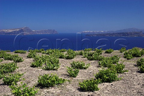 Vineyard on the coast near Akrotiri with village of   Ia in far distance and island of Thirasia on left   Santorini Cyclades Islands Greece