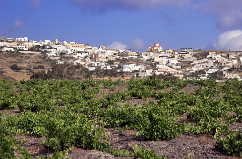 Vineyard on volcanic soil below the village of Exo   Gonia Santorini Cyclades Islands Greece