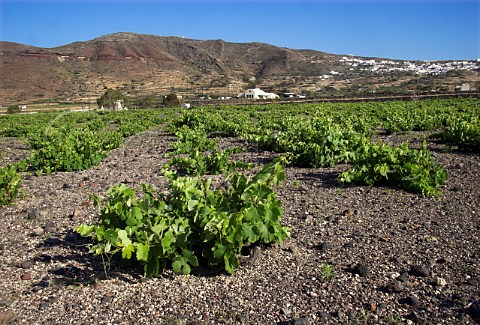 Vineyard on volcanic soil by the winery of Domaine Sigalas Ia Santorini Cyclades Islands   Greece