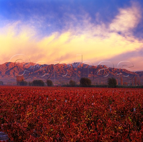 Autumnal Las Compuertas vineyard of Cheval des Andes with the Andes beyond   Lujan de Cuyo Mendoza   Argentina
