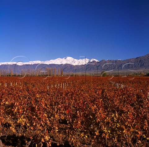 Autumnal Las Compuertas vineyard of Cheval des Andes with the Andes beyond   Lujan de Cuyo Mendoza Argentina