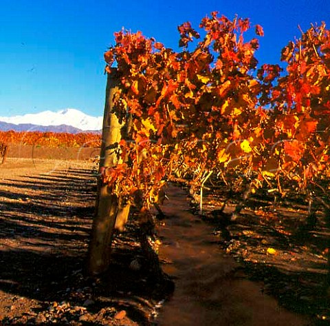 Irrigation channel in Las Compuertas vineyard of   Cheval des Andes with the Andes beyond     Lujan de Cuyo Mendoza Argentina