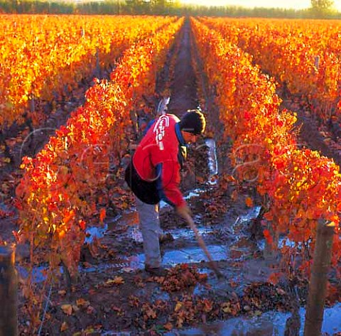 Worker maintaining irrigation channels in   Las Compuertas vineyard of Cheval des Andes   Lujan de Cuyo Mendoza Argentina