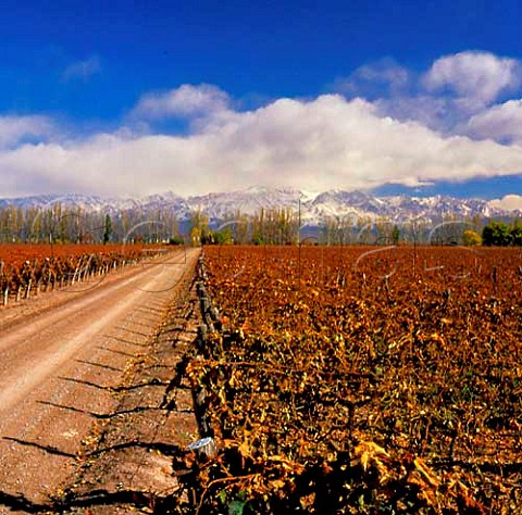 Autumnal vineyard of Catena Zapata with the Andes   beyond  Agrelo Mendoza Argentina Lujan de Cuyo