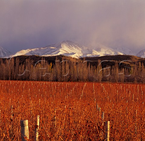 Adrianna vineyard of Catena Zapata at an altitude of   around 1500 metres with the Andes beyond    Gualtallary Mendoza Argentina   Tupungato