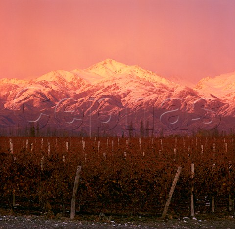 Adrianna vineyard of Catena Zapata at an altitude of   around 1500 metres with the Andes beyond    Gualtallary Mendoza Argentina   Tupungato