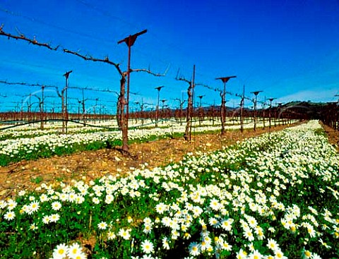 Camomile flowers grown in vineyards of Alexander   Valley Winery before being ploughed into the soil as   nutrients Healdsburg California   Sonoma