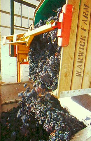 Tipping harvested Pinotage grapes into   the crusher at Warwick Winery   Stellenbosch South Africa