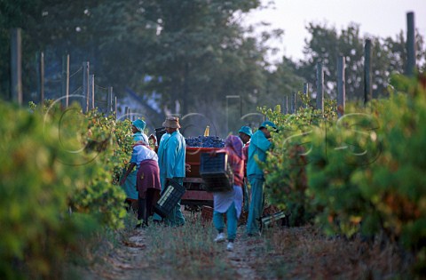 Harvesting Merlot grapes in vineyard of   Meerlust Stellenbosch South Africa