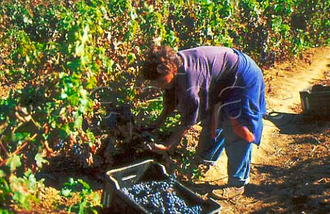 Harvesting Pinotage grapes in vineyard   of Warwick Stellenbosch South Africa