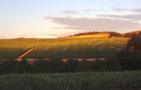 Kanonkop vineyards viewed from those of   Knorhoek Stellenbosch South Africa