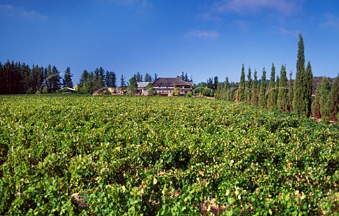 Glen Carlou winery and vineyard Paarl   South Africa