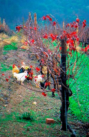 Chickens in vineyard Paarl South Africa