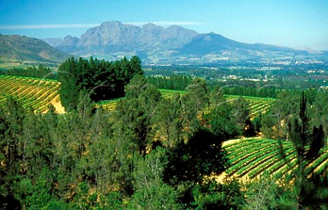Vineyards of Ashanti Paarl   South Africa