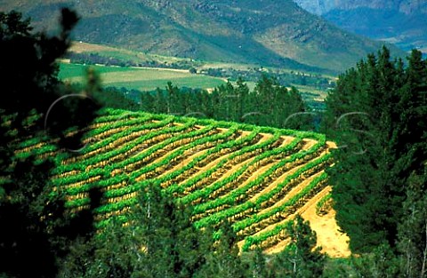 Vineyards of Ashanti Paarl   South Africa