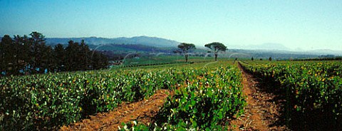 Hamilton Russell vineyards Hermanus South Africa  Walker Bay