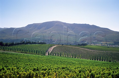 Hamilton Russell vineyards Hermanus   South Africa  Walker Bay