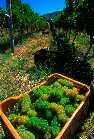 Harvesting Chardonnay grapes in vineyard   of Hamilton Russell Hermanus   South Africa  Walker Bay