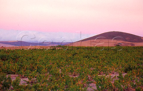 Chenin Blanc vineyard Malmesbury   South Africa  Swartland