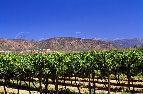 Vineyard at Calitzdorp Little Karoo   South Africa   Klein Karoo