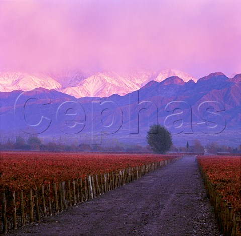 Autumnal Las Compuertas vineyard of Cheval des Andes   with the Andes beyond   Lujan de Cuyo Mendoza   Argentina