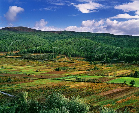 Vineyards near Monterrei Galicia Spain  DO Monterrei