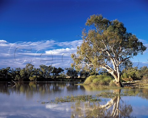 River Red Gum tree at Cullyamurra Waterhole Cooper   Creek Innaminka Regional Reserve South Australia