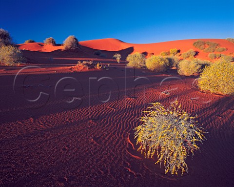 Orange dune at sunrise Inaminka Regional Reserve   South Australia