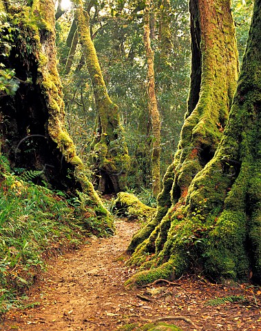 Antarctic Beech trees Nothofagus moreii Lamington   National Park Queensland Australia