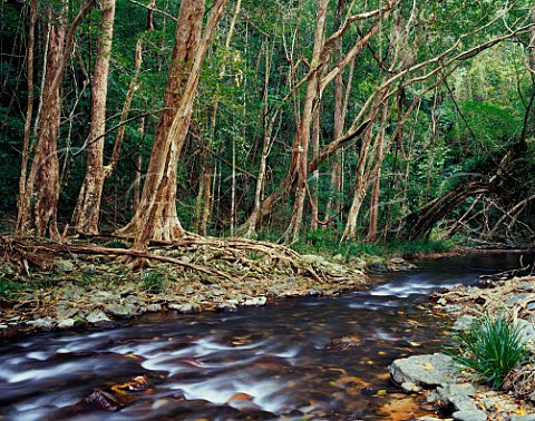 Granite Creek Daintree in the far north of   Queensland Australia