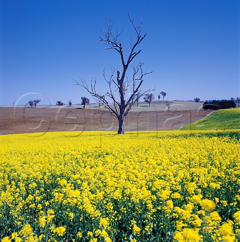 Canola field oil seed rape near Bathurst New   South Wales Australia