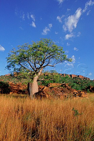 Boab Tree Adansonia gregorii at sunset along the   Savannah Way Northern Territory Australia