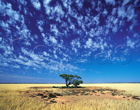 Lone acacia tree on Nullarbor Plain near Koonalda   Homestead Nullarbor National Park South Australia