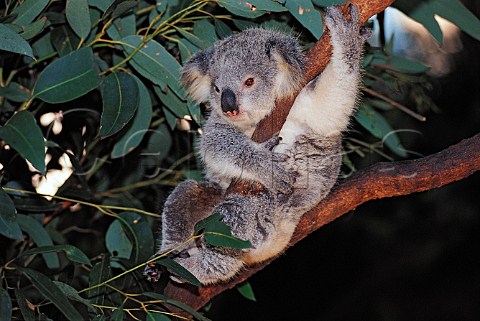 Young Koala Bear New South Wales  Australia