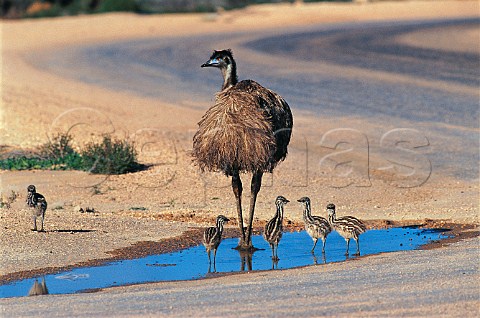 Male Emu with chicks New South Wales Australia