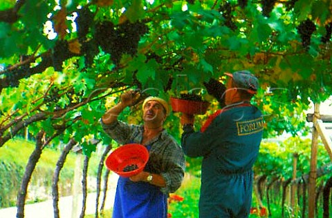 Picking grapes at Termeno Alto Adige Italy Alto Adige  Sdtirol