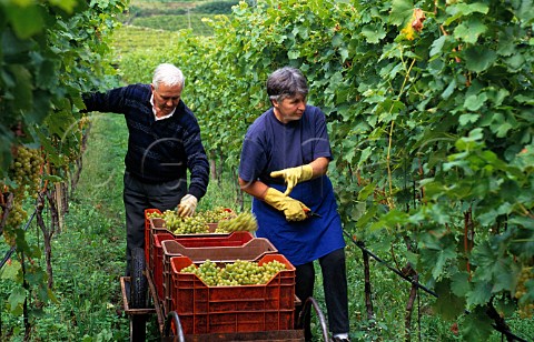 Picking moscato grapes in vineyard at Termeno Alto Adige Italy Alto Adige  Sdtirol