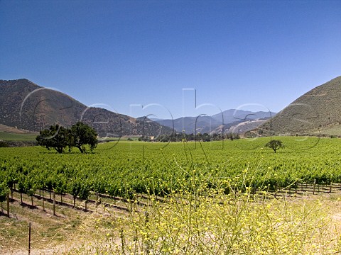 Arroyo Seco Canyon Vineyards Monterey Co   California