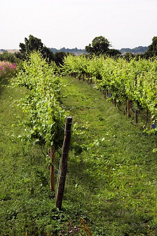 Madeleine Angevine vines at Leventhorpe Vineyard   Woodlesford within the city boundaries of Leeds    Yorkshire England