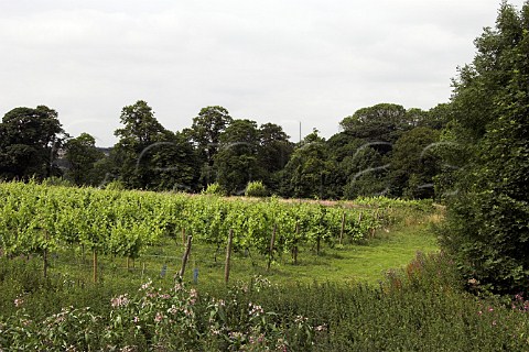 Madeleine Angevine vines at Leventhorpe Vineyard   Woodlesford within the city boundaries of Leeds    Yorkshire England