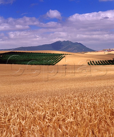 Wheat fields and vineyards with the Sierra de Santiago de Loquiz in the distance    Estella Navarra Spain   Navarra