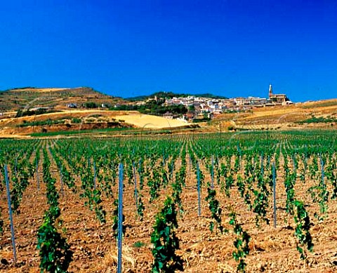 Young vines at Discatillo south of Estella Spain   Navarra