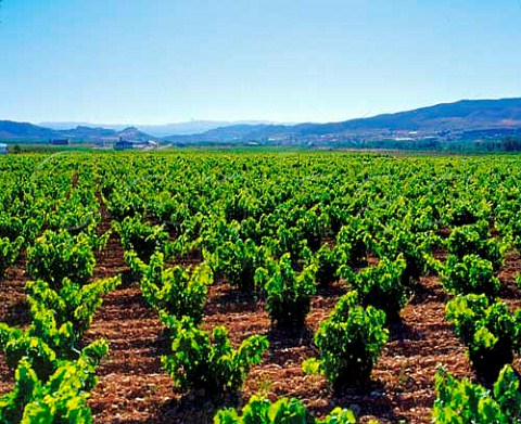 Vineyards at Fitero Spain Navarra