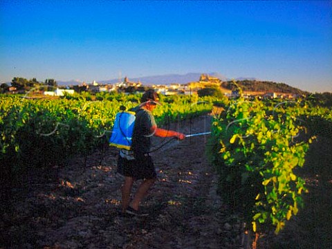 Spraying vines by hand at Cascante near Tudela   Spain Navarra