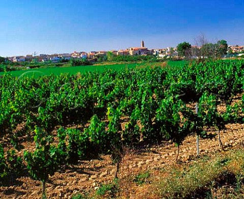 Vineyards at Murchante Spain Navarra