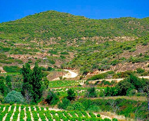 Vineyards near San Martin du Unx Spain Navarra